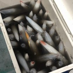 ＴＡＲＯＭＡＲＵ 釣果