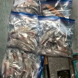 ＴＡＲＯＭＡＲＵ 釣果