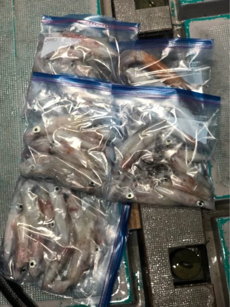 ＴＡＲＯＭＡＲＵ 釣果