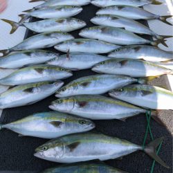 ビッグファイター 釣果