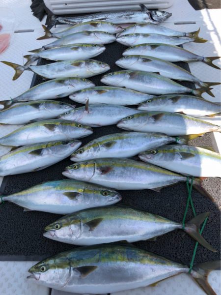 ビッグファイター 釣果