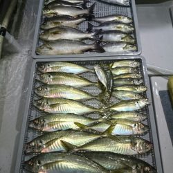 エンペラー 釣果