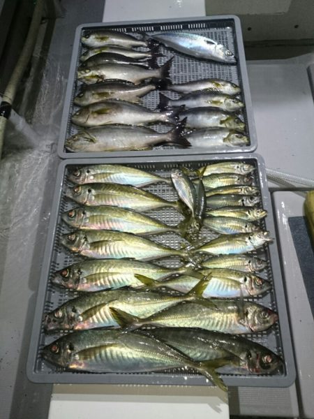 エンペラー 釣果