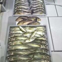 エンペラー 釣果