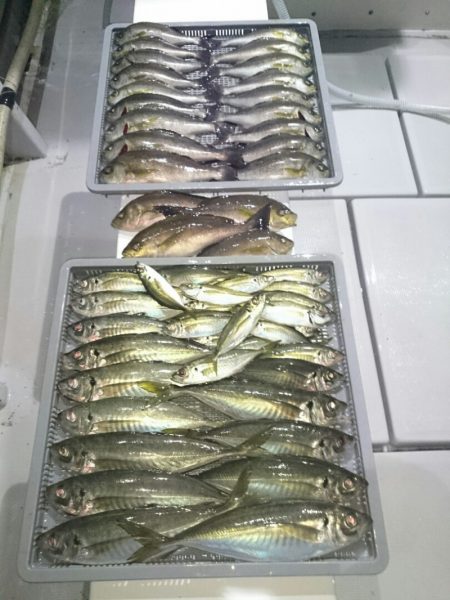 エンペラー 釣果