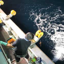 シーランチ 釣果