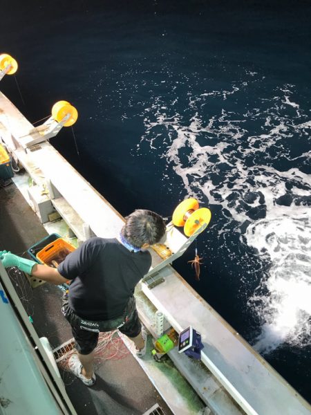 シーランチ 釣果