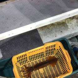 シーランチ 釣果