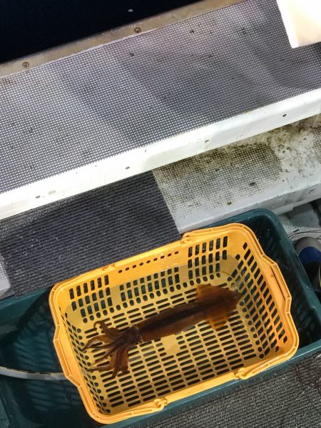 シーランチ 釣果