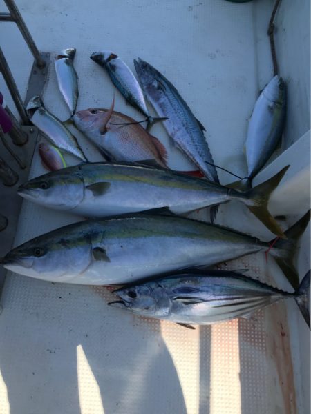 Monster Rush! 釣果