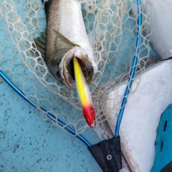 アマテラス 釣果