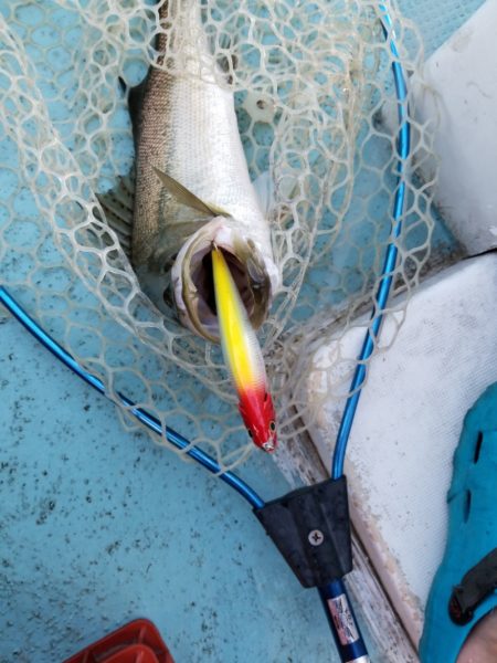 アマテラス 釣果