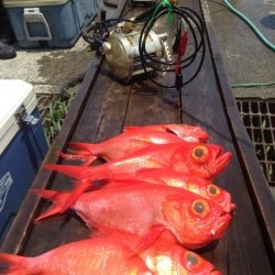 晃山丸 釣果
