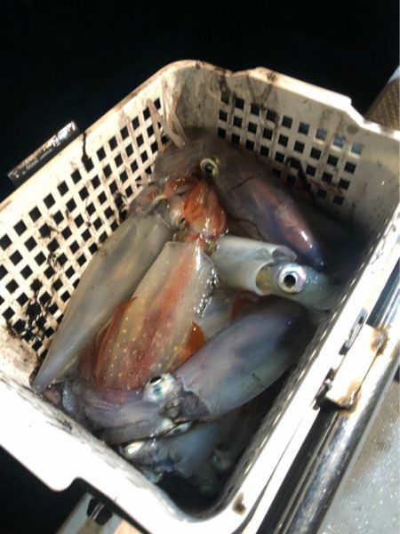 ＴＡＲＯＭＡＲＵ 釣果