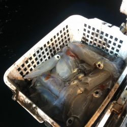 ＴＡＲＯＭＡＲＵ 釣果