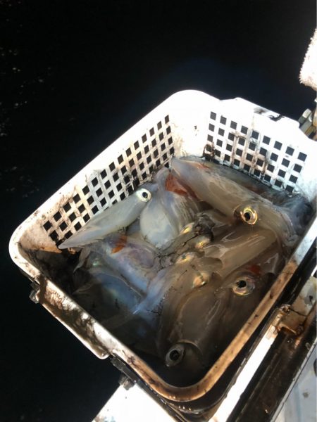 ＴＡＲＯＭＡＲＵ 釣果