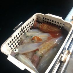 ＴＡＲＯＭＡＲＵ 釣果