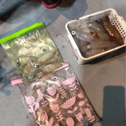 ＴＡＲＯＭＡＲＵ 釣果