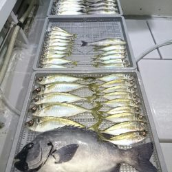 エンペラー 釣果