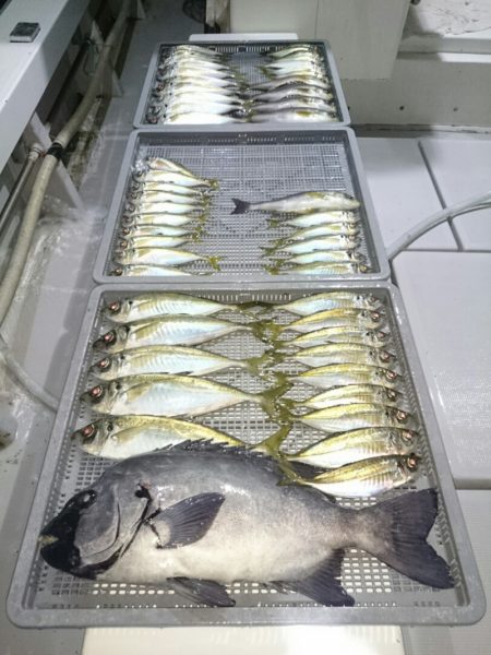 エンペラー 釣果