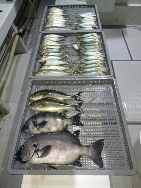 エンペラー 釣果