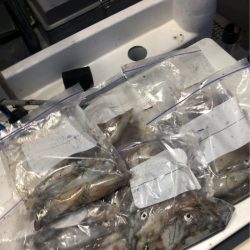 ＴＡＲＯＭＡＲＵ 釣果