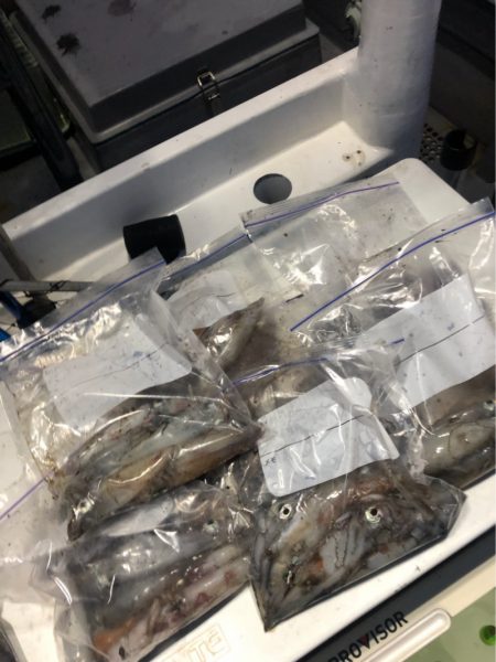 ＴＡＲＯＭＡＲＵ 釣果