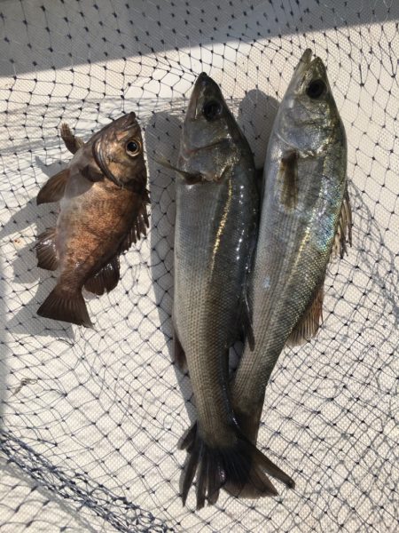 うさぎ丸 釣果