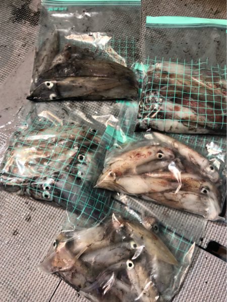 ＴＡＲＯＭＡＲＵ 釣果