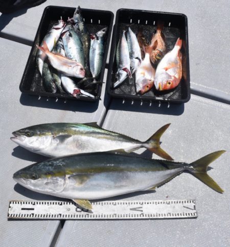 渡船屋たにぐち 釣果