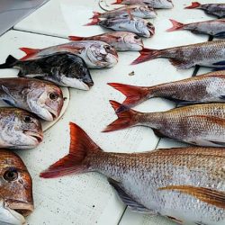 タイラバ遊漁船 ワンピース 釣果