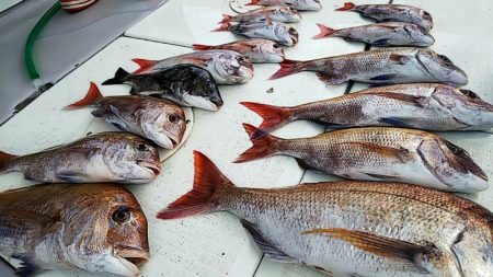 タイラバ遊漁船 ワンピース 釣果