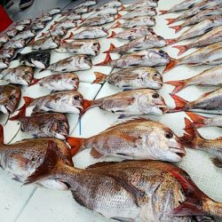 タイラバ遊漁船 ワンピース 釣果