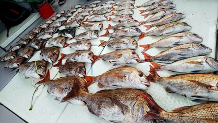 タイラバ遊漁船 ワンピース 釣果