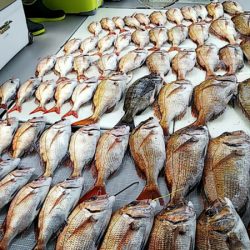 タイラバ遊漁船 ワンピース 釣果