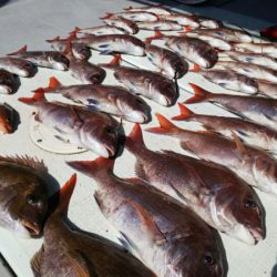 タイラバ遊漁船 ワンピース 釣果