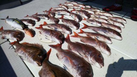 タイラバ遊漁船 ワンピース 釣果