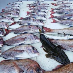 タイラバ遊漁船 ワンピース 釣果