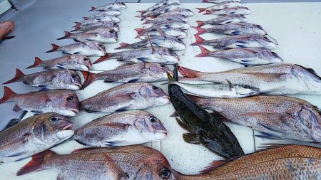 タイラバ遊漁船 ワンピース 釣果