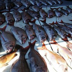 タイラバ遊漁船 ワンピース 釣果