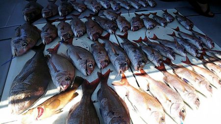 タイラバ遊漁船 ワンピース 釣果