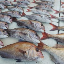 タイラバ遊漁船 ワンピース 釣果