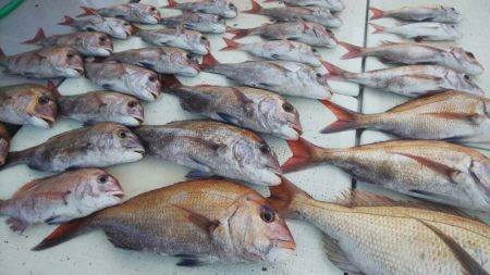 タイラバ遊漁船 ワンピース 釣果