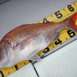 タイラバ遊漁船 ワンピース 釣果