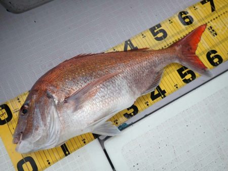 タイラバ遊漁船 ワンピース 釣果