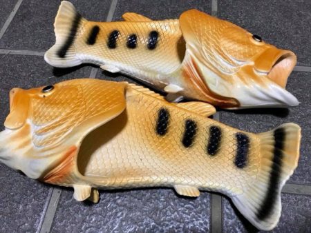 末広丸(熊本) 釣果