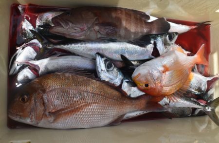 渡船屋たにぐち 釣果