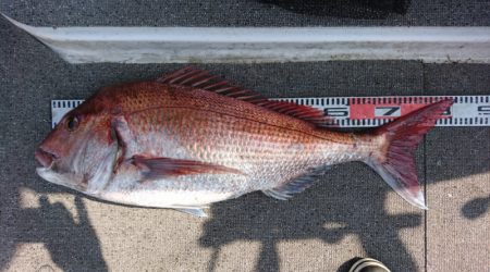 ARCADIAⅡ (アルカディアⅡ) 釣果