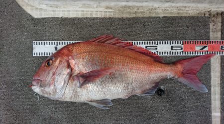 ARCADIAⅡ (アルカディアⅡ) 釣果