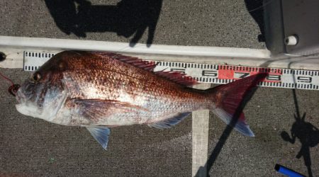 ARCADIAⅡ (アルカディアⅡ) 釣果